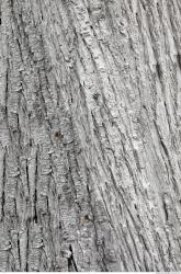 Tree Bark